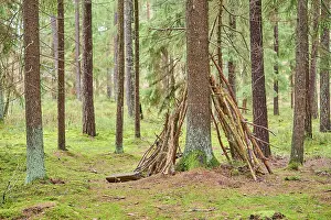 Wood tipi at a Tree trunk of the Norway spruce (Picea abies) in the forest