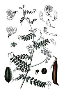 Wood vetch (Vicia sylvatica), a medicinal plant