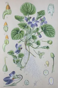 Wood violet (Viola odorata), historical illustration from 1885