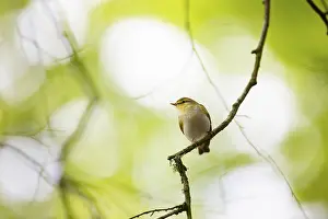 Wood Warbler (Phylloscopus sibilatrix)