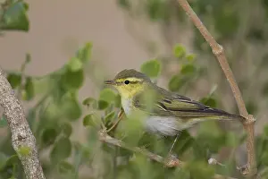 Wood Warbler (Phylloscopus sibilatrix), Oman, Asia