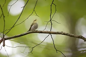 Wood Warbler (Phylloscopus sibilatrix) singing