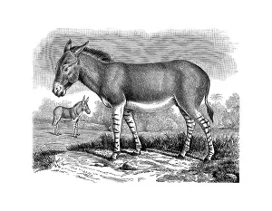 Woodcut, African wild ass (Equus africanus)