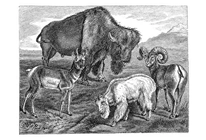 Woodcut, American bison (Bison bison)