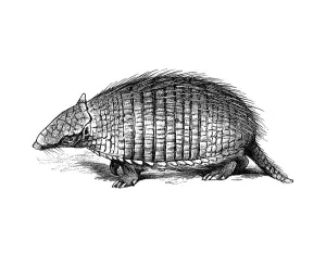 Woodcut, Armadillo (Dasypodidae)