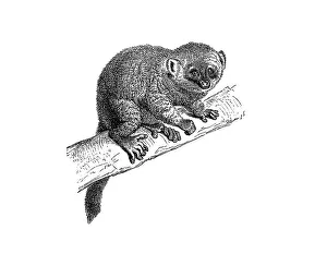 Woodcut, Bamboo lemur, Gentle lemur (Hapalemur)