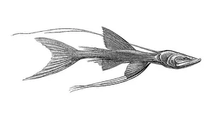 Woodcut, Bathypterois indicus, deep sea fish