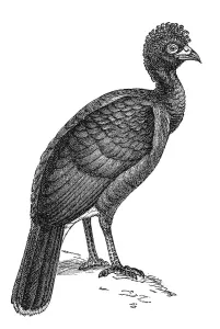 Woodcut, Black curassow (Crax alector)