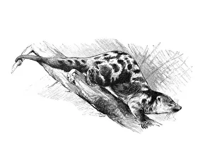 Woodcut, Black-spotted Cuscus (Spilocuscus rufoniger)