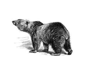 Woodcut, Brown bear (Ursus arctos)