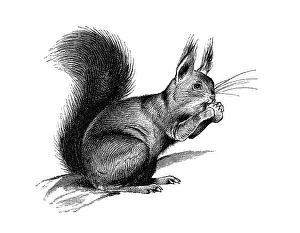 Woodcut, Bushy-tailed squirrel (Sciurus)