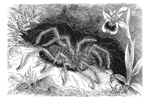 Woodcut, Camel spider, Wind scorpion