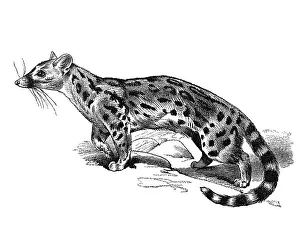 Woodcut, Civet (Viverridae)