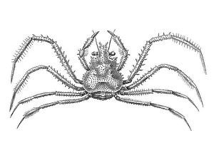 Woodcut, Crab (Brachyura)