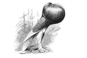 Woodcut, cropper, pouter pigeon, domestic pigeon