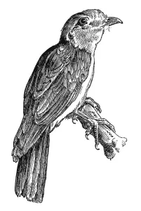 Woodcut, Cuckoo-roller (Leptosomus discolor)
