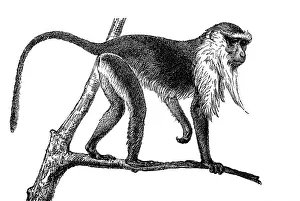 Woodcut, Diana Monkey (Cercopithecus diana)