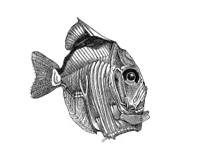 Woodcut, Diaphanous hatchetfish (Sternoptyx diaphana)