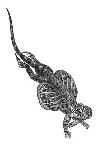 Woodcut, Draco (Draco volans)