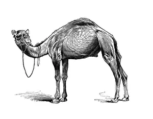 Woodcut, Dromedary camel (Camelus dromedarius)