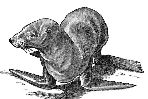 Woodcut, Eared seal (Otaria)