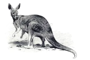 Woodcut, Eastern Grey Kangaroo (Macropus giganteus)