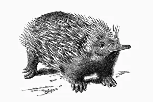Woodcut, Echidna, Spiny anteater (Tachyglossidae)