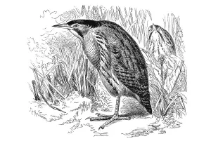 Woodcut, Eurasian Bittern or Great Bittern (Botaurus stellaris)