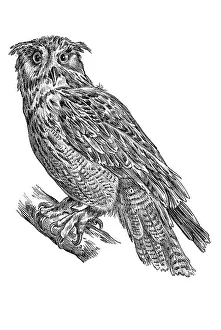 Woodcut, Eurasian eagle owl (Bubo bubo)