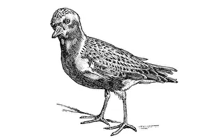 Woodcut, Eurasian golden plover (Pluvialis apricaria)