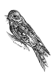 Woodcut, European nightjar (Caprimulgus europaeus)