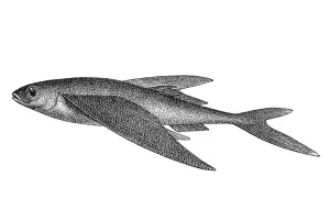 Woodcut, Flying fish (Exocoetus volitans)