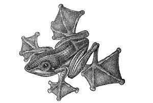 Woodcut, Flying frog (Rhacophorus reinwardti)