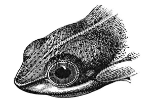 Woodcut, Flying frog (Rhacophorus reinwardti)