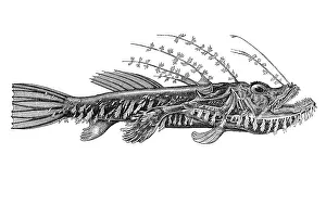 Woodcut, Goosefish species (Lophius naresi)