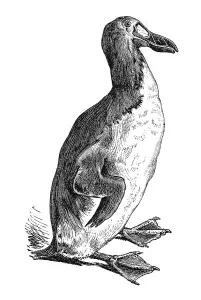 Woodcut, Great auk (Plautus impennis)
