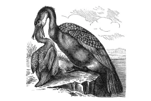 Woodcut, Great Cormorant (Phalacrocorax carbo)