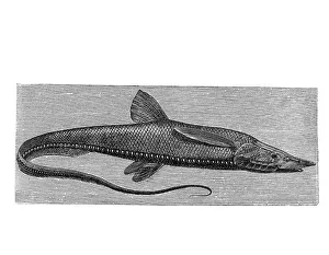 Woodcut, Halosaur (Halosaurus macrochir)