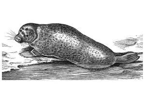 Woodcut, Harbor seal (Phoca vitulina)