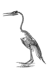 Woodcut, Hesperornithine bird (Hesperornis regalis)