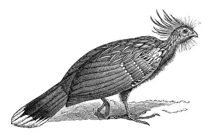 Woodcut, Hoatzin (Opisthocomus hoazin)