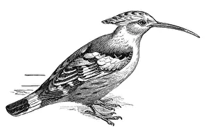 Woodcut, Hoopoe (Upupa epops)