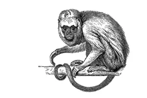 Woodcut, Howler monkey (Alouatta)