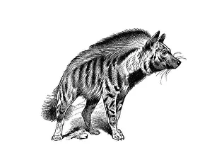 Woodcut, Hyena (Hyaena striata)