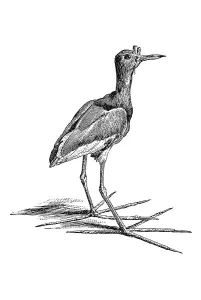 Woodcut, Jacana (Jacanidae)