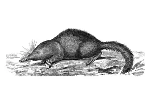 Woodcut, Japanese Shrew Mole (Urotrichus talpoides)