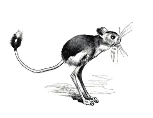 Woodcut, Jumping mouse (Dipodidae)