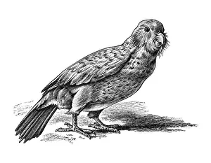 Woodcut, Kakapo (Strigops habroptilus)