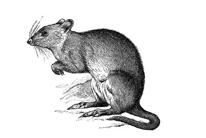 Woodcut, Kangaroo rat (Dipodomys)