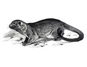 Woodcut, Kinkajou, Honey bear (Potos flavus)